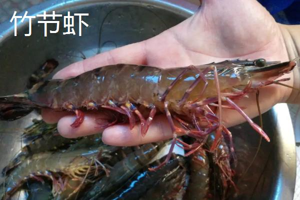 海虾种类,与淡水虾有什么区别