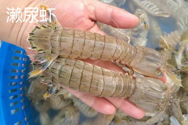 海虾种类,与淡水虾有什么区别