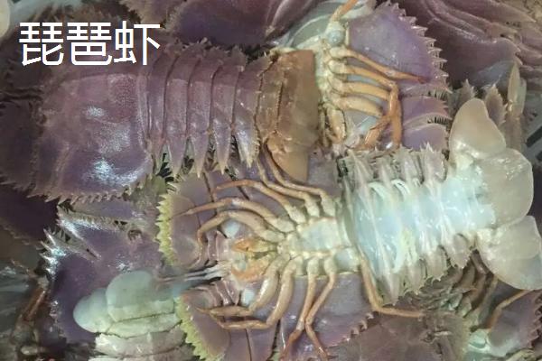 海虾种类,与淡水虾有什么区别