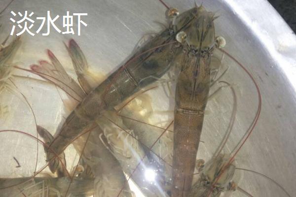 海虾种类,与淡水虾有什么区别