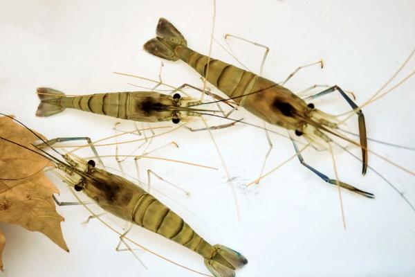 野生河虾什么季节捕捉最多,野生虾和养殖虾的区别