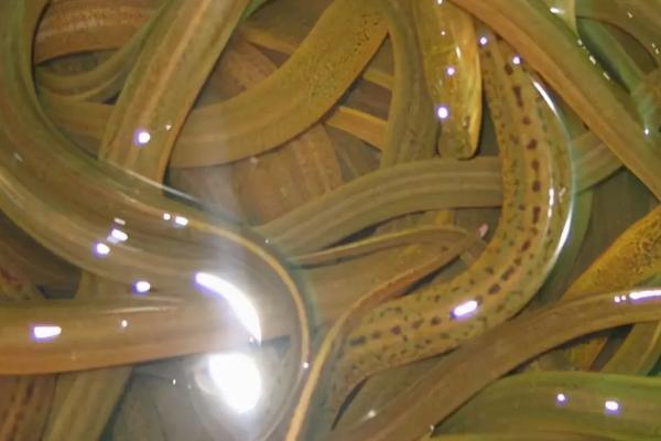 网箱养殖黄鳝技术，野生黄鳝和养殖黄鳝有什么区别