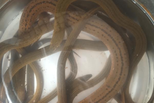 网箱养殖黄鳝技术，野生黄鳝和养殖黄鳝有什么区别