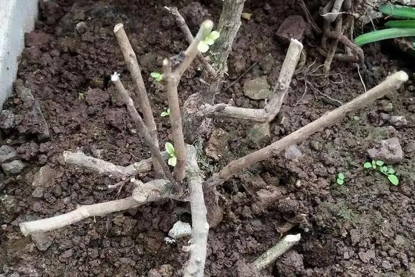 花卉六月雪的养殖方法，附注意事项