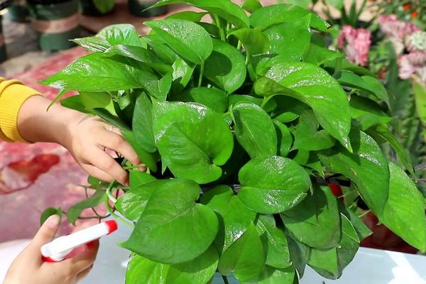 花卉绿萝的养殖方法,绿萝可以出除去甲醛吗