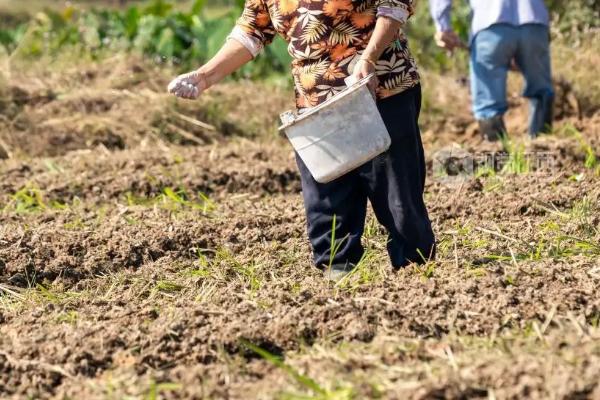 华北地区什么时候种油菜最合适,株距和行距分别是多少
