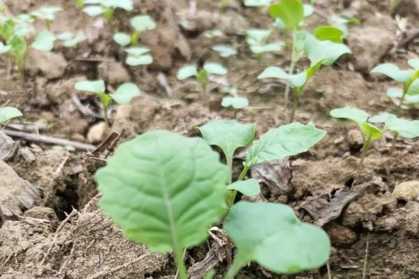 华北地区什么时候种油菜最合适,株距和行距分别是多少