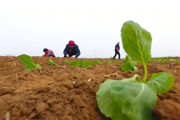 华北地区什么时候种油菜最合适,株距和行距分别是多少
