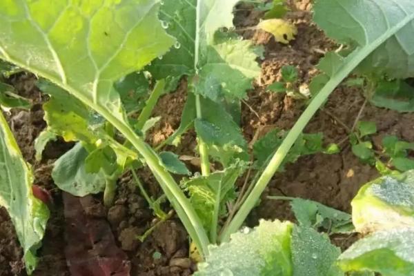 华北地区什么时候种油菜最合适,株距和行距分别是多少