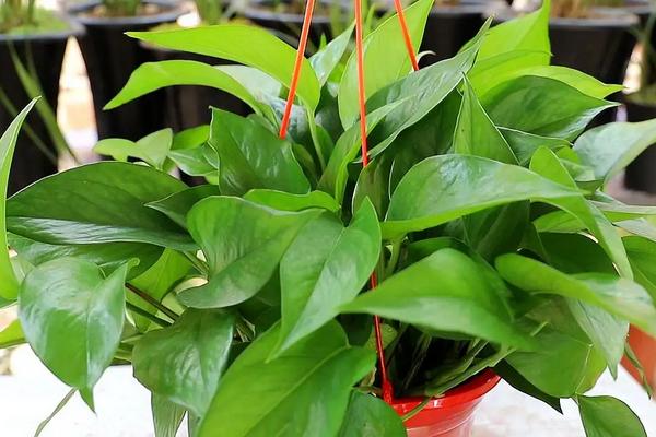 花卉绿萝的养殖方法,绿萝可以出除去甲醛吗