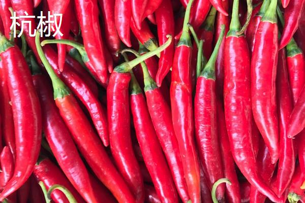 美人椒和红杭椒区别