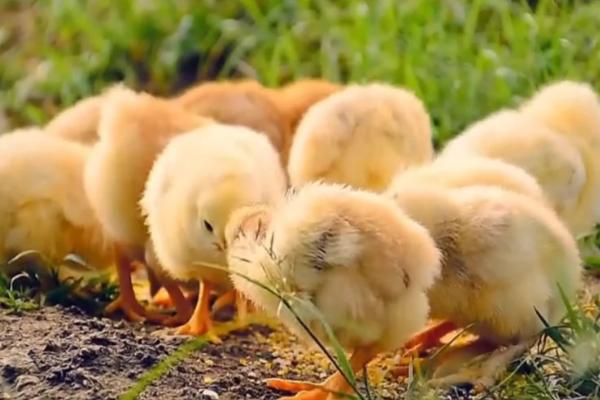 小鸡崽子为什么一直叫，小鸡是怎么孵化的