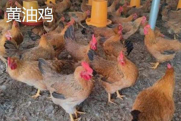 黄油鸡和三黄鸡的区别,三黄鸡是什么鸡,为什么那么便宜