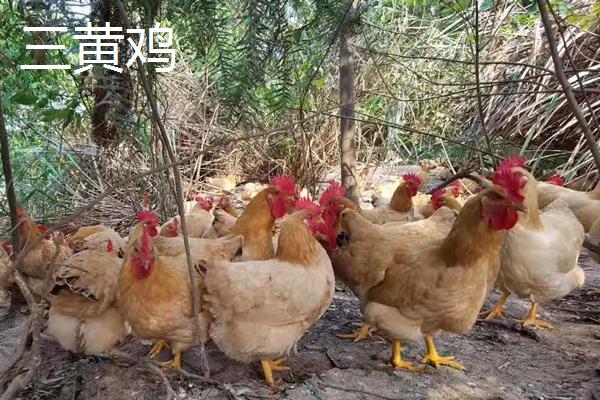 黄油鸡和三黄鸡的区别,三黄鸡是什么鸡,为什么那么便宜