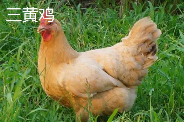 黄油鸡和三黄鸡的区别,三黄鸡是什么鸡,为什么那么便宜