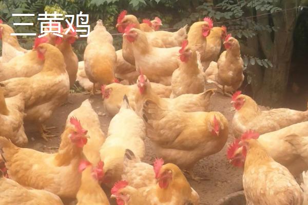 黄油鸡和三黄鸡的区别,三黄鸡是什么鸡,为什么那么便宜