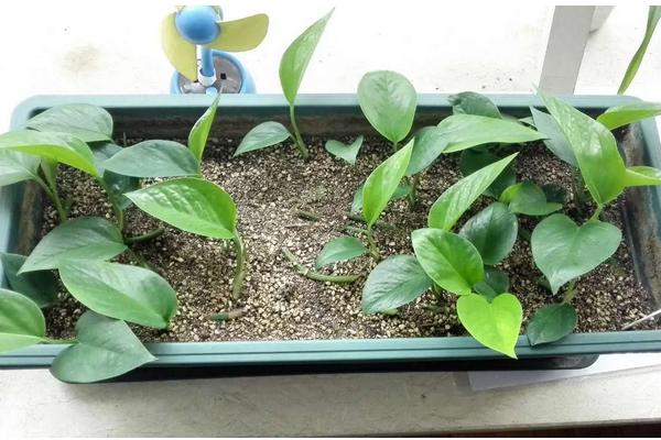 花卉绿萝的养殖方法,绿萝可以出除去甲醛吗