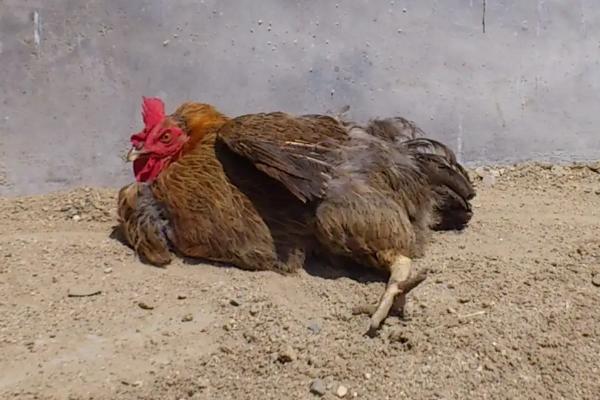 白天怎样抓放养的鸡，放养鸡和圈养鸡有什么区别