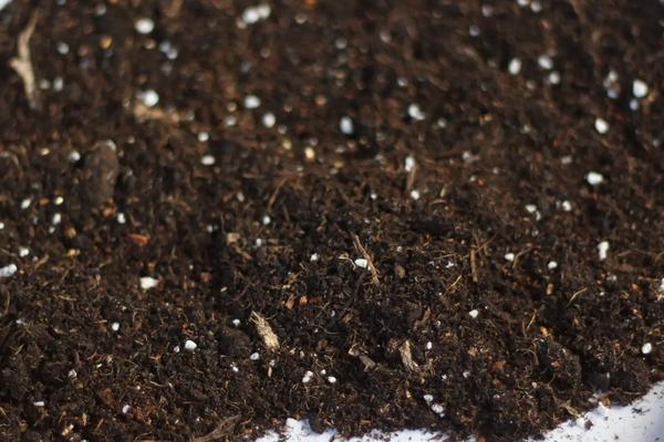 花卉绿萝的养殖方法,绿萝可以出除去甲醛吗