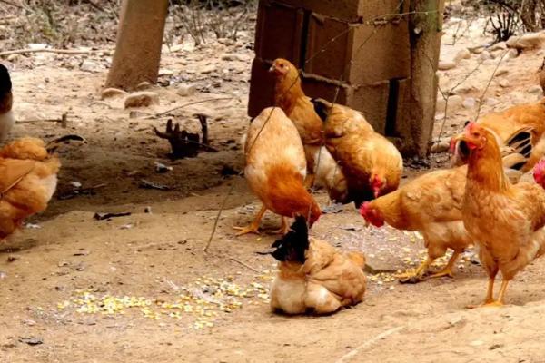 白天怎样抓放养的鸡，放养鸡和圈养鸡有什么区别