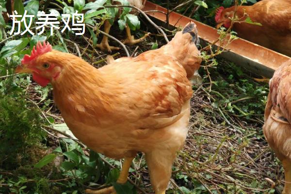 白天怎样抓放养的鸡，放养鸡和圈养鸡有什么区别