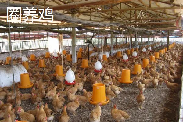 白天怎样抓放养的鸡，放养鸡和圈养鸡有什么区别