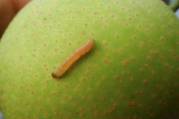 梨食心虫防治最佳时间,用什么药,与梨木虱有什么区别