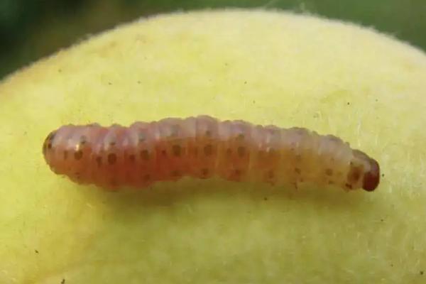 梨食心虫防治最佳时间,用什么药,与梨木虱有什么区别