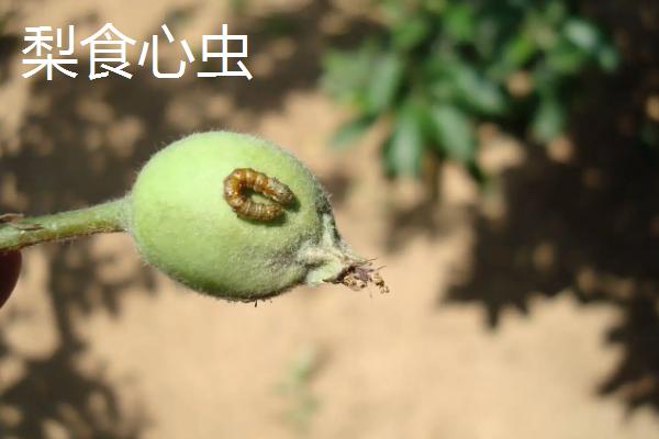 梨食心虫防治最佳时间,用什么药,与梨木虱有什么区别