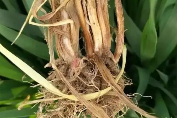 小麦茎基腐病,用什么药防治,与纹枯病有什么区别