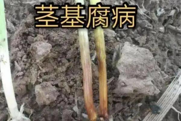 小麦茎基腐病,用什么药防治,与纹枯病有什么区别