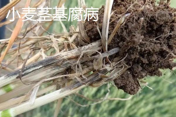 小麦茎基腐病,用什么药防治,与纹枯病有什么区别