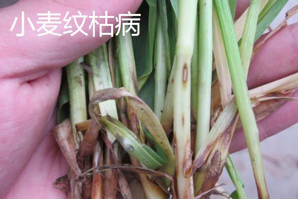 小麦茎基腐病,用什么药防治,与纹枯病有什么区别