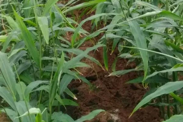 大姜大培土早和晚有什么不同,附培土注意事项