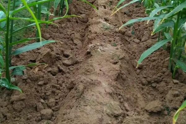 大姜大培土早和晚有什么不同,附培土注意事项