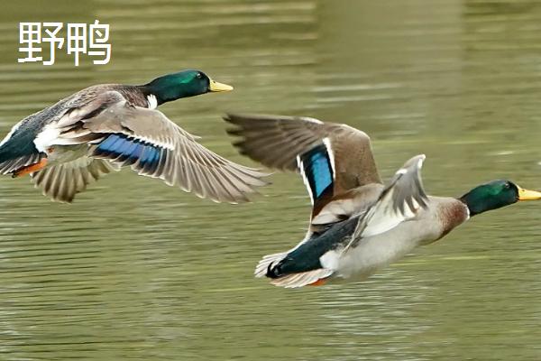野鸭是保护动物吗,和家鸭的区别在哪