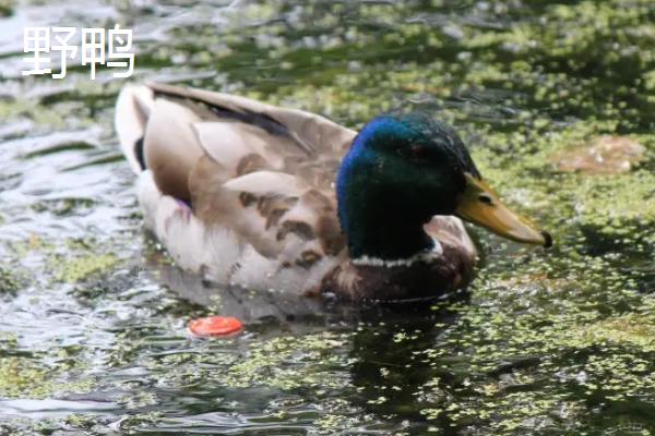 野鸭是保护动物吗,和家鸭的区别在哪
