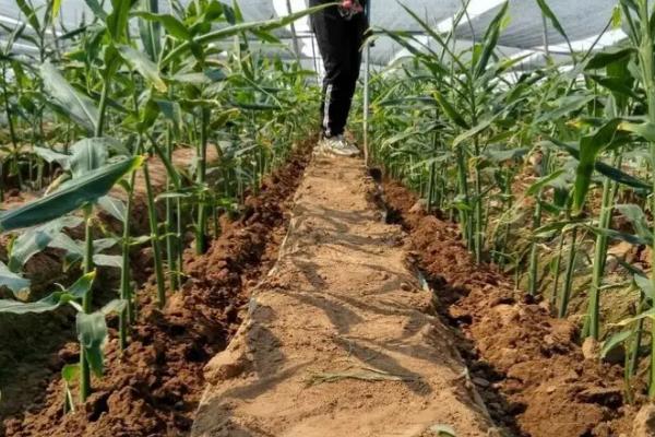 大姜大培土早和晚有什么不同,附培土注意事项