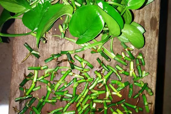 花卉绿萝的养殖方法,绿萝可以出除去甲醛吗