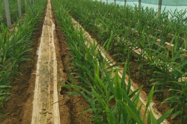 大姜大培土早和晚有什么不同,附培土注意事项