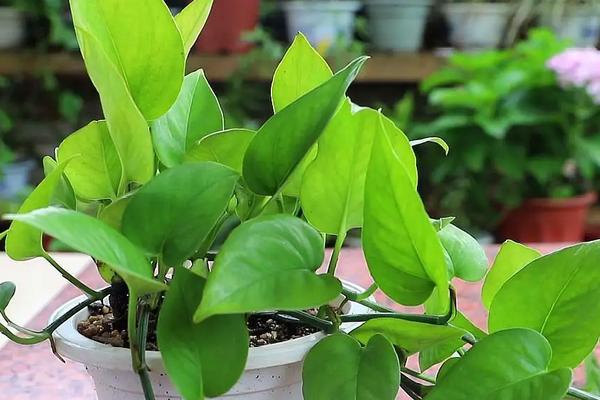 花卉绿萝的养殖方法,绿萝可以出除去甲醛吗