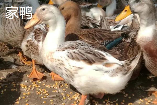 野鸭是保护动物吗,和家鸭的区别在哪