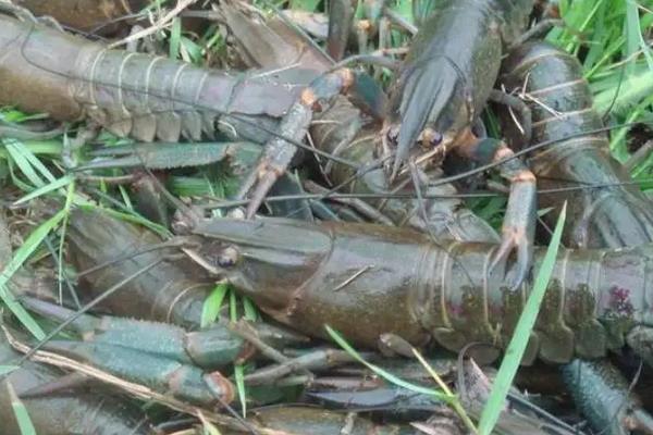 淡水龙虾养殖周期多久,附养殖方法和环境