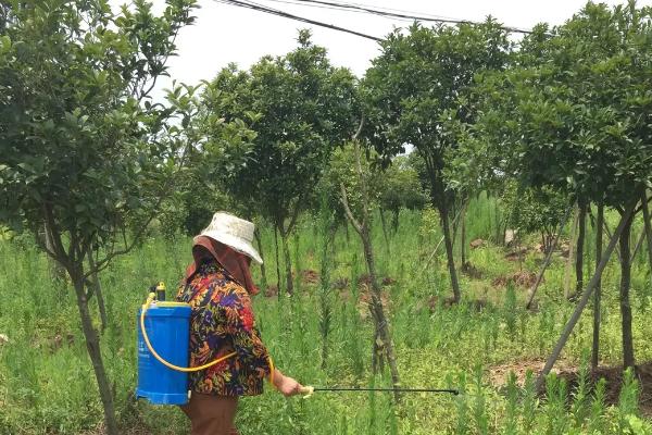 敌草胺的使用范围,与乙草胺有什么区别