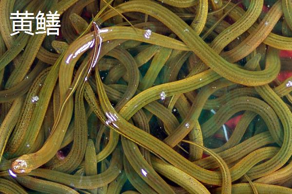 鳗鱼与鳝鱼的区别