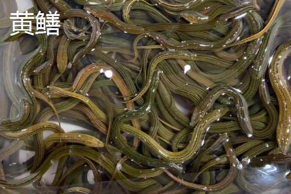 鳗鱼与鳝鱼的区别