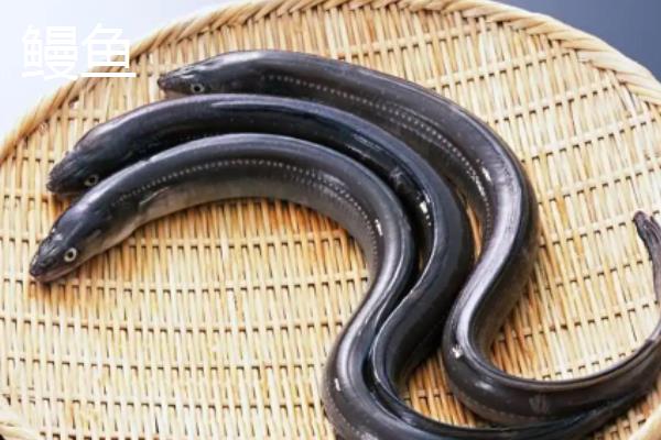 鳗鱼与鳝鱼的区别