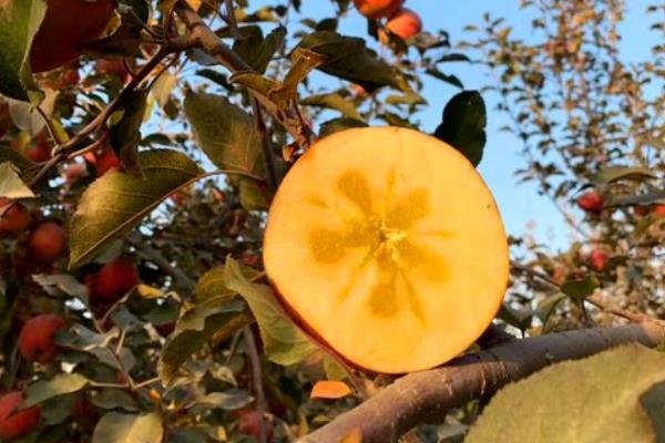 8月份早熟苹果品种有哪些