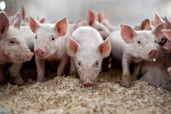 刚下的小猪怎么管理