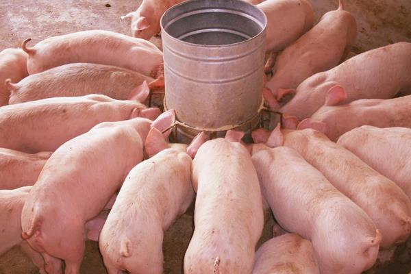 育肥猪是什么意思